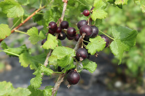 Casseille Jomini� (Confi�Beere)