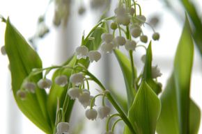 Muguet de mai ou Muguet commun