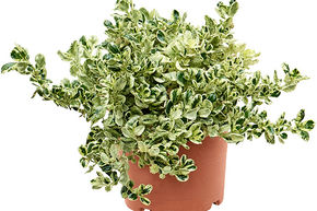 Coprosma, Plante miroir 'Marble Queen'