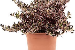 Coprosma, Plante miroir 'Pacific Sunrise'