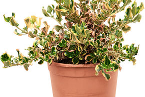 Coprosma, Plante miroir 'Pink Splendor'