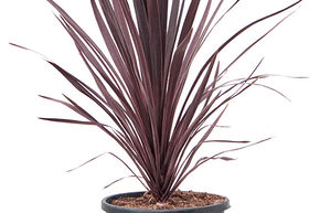 Cordyline 'Black Night'