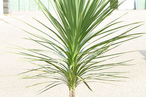 Cordyline 'Peko' (110 cm)