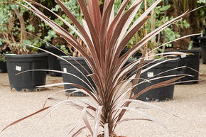 Cordyline 'Red Star'