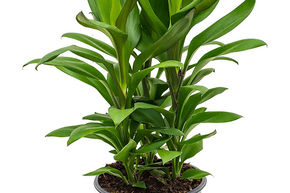 Cordyline 'Glauca'