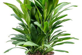 Cordyline' Glauca'