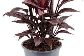 Cordyline 'Mambo'. �pinard hawa�en