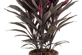 Cordyline 'Tango'