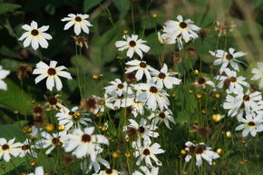 &OElig;il de jeune fille de jardin � grandes fleurs 'Fools Gold'