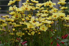 Cor�opsis 'Full Moon'