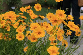 &OElig;il de jeune fille de jardin � grandes fleurs 'Schnittgold' 