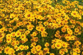 &OElig;il de jeune fille de jardin � grandes fleurs 'Sterntaler'