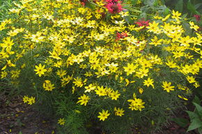 &OElig;il de jeune fille de jardin � grandes fleurs 'Grandiflora' 