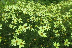 &OElig;il de jeune fille - Cor�opsis verticill� 'Moonbeam'