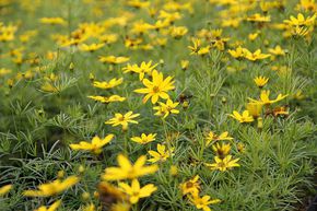 &OElig;il de jeune fille - Cor�opsis verticill� 'Zagreb'