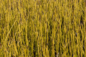 Cornouiller � bois jaune 'Flaviramea' - - plante XXL