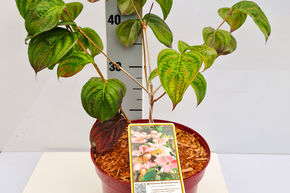 Cornouiller japonais 'Rosabella' (syn 'Satomi')