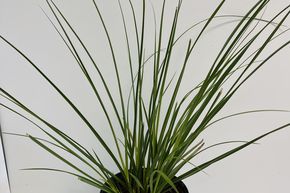 Petite herbe de la pampa 'Pumila'