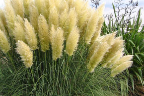 Herbe de la pampa 'Sunningdale Silver'
