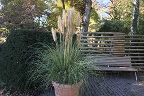 Petite herbe de la pampa 'Pumila'