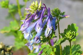 Corydale de Chine 'Purple Leaf'