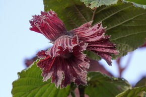 Noisetier � fleurs rouges
