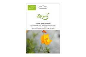 Cosmos Sulfureux, Orange