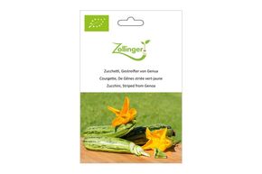 Courgette, de G&ecirc;nes Stri&eacute;e Vert-jaune