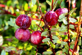 Canneberge, Cranberry Red Balloon