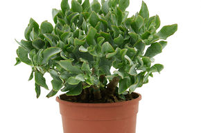 Arbre de Jade, Crassule ovale
