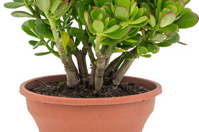 Arbre de Jade, Crassule ovale