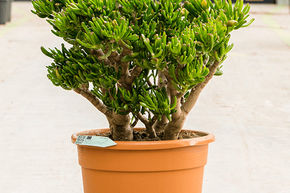 Crassule ovate 'Hobbit'