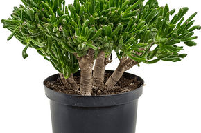 Crassule ovate 'Horntree'