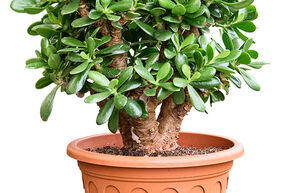 Crassula ovata 'Magical Tree'