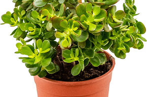 Crassule ovate 'Minor'