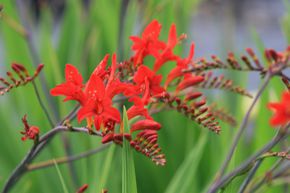 Montbretia 'Lucifer'