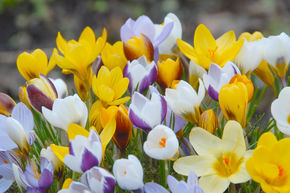 Crocus des Balkans -m�lange � petites fleurs