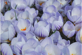 Crocus 'Blue Marlin'�