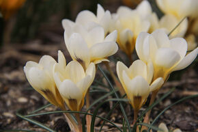 Crocus botanique 'Cream Beauty'