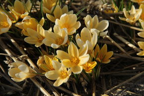 Crocus botanique 'Romance'