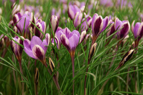 Petit Crocus ou Crocus tout-petit 'Spring Beauty'