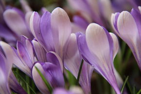 Crocus botanique 'Yalta'