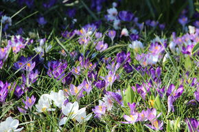 M�lange de crocus � petites et grandes fleurs