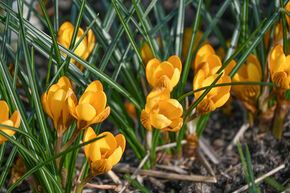 Crocus botanique 'Dorothy'