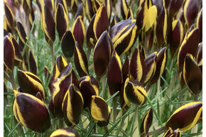 Crocus 'Queen Bee'