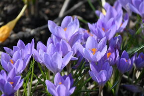 Crocus botanique 'Zwanenburg'