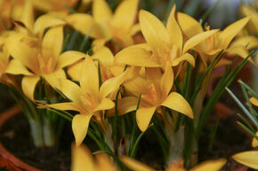 Crocus de Taschkent