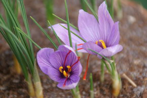 Crocus � safran