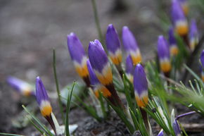 Crocus botanique 'Tricolor'