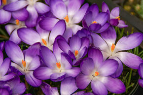 Crocus d'elfe 'Ruby Giant'